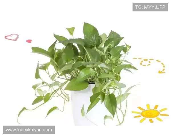 kaiyun登录入口登录app下载网址详细指南,帮助玩家轻松解决登录问题与账号管理